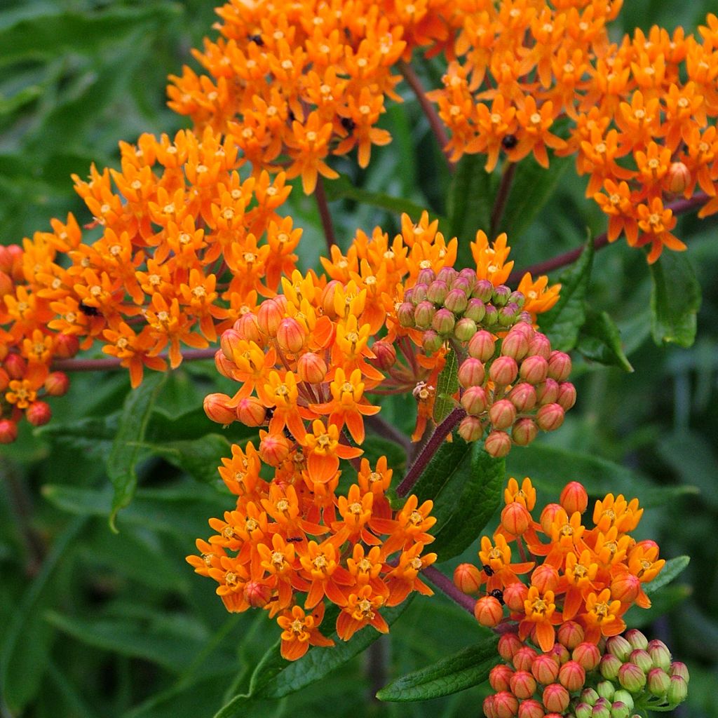 Asclepias tuberosa