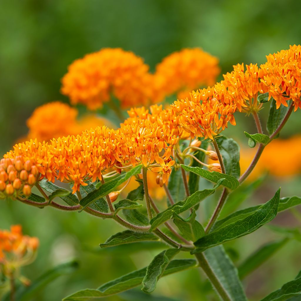 Asclepias tuberosa