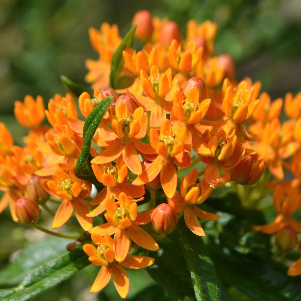 Asclepias tuberosa