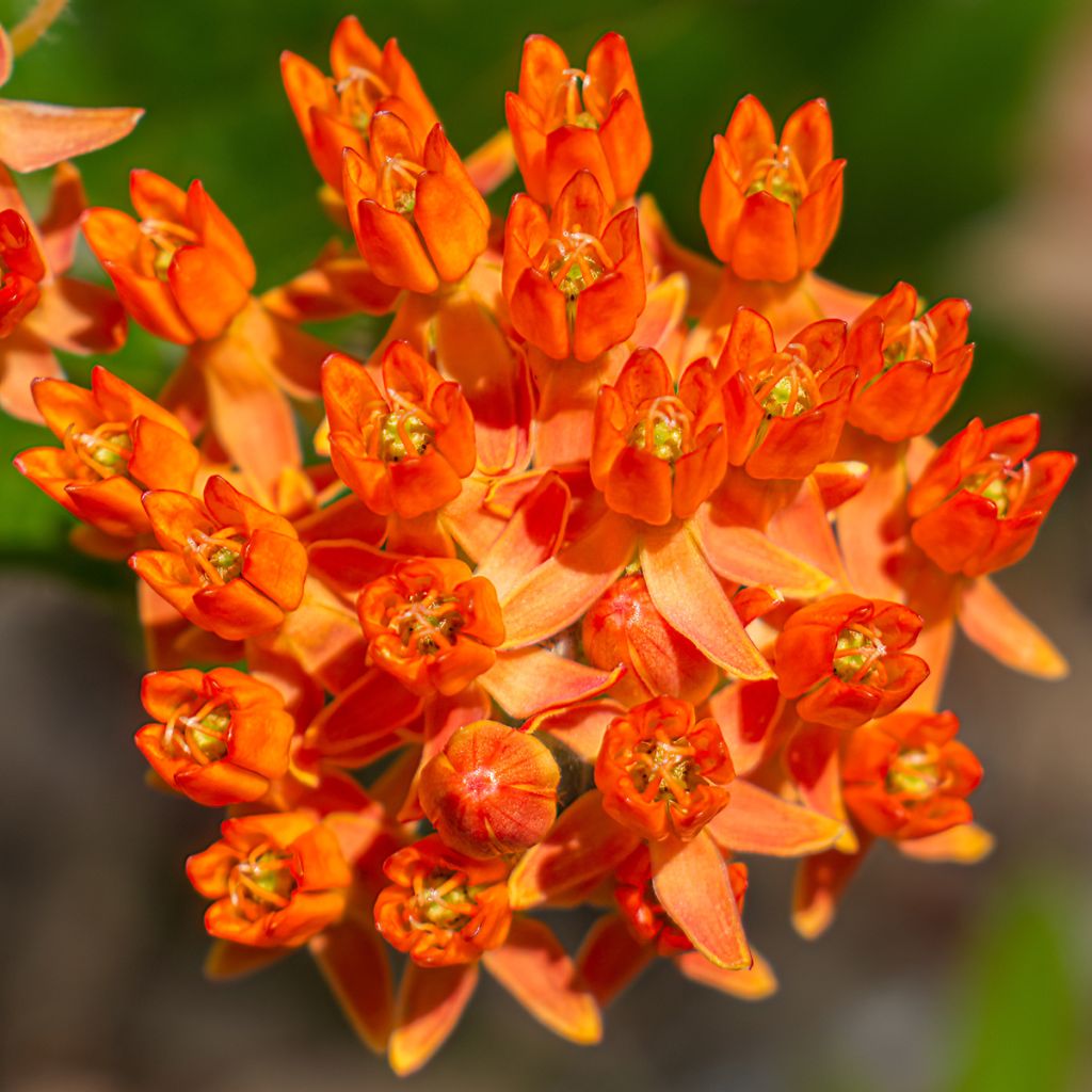 Asclepias tuberosa