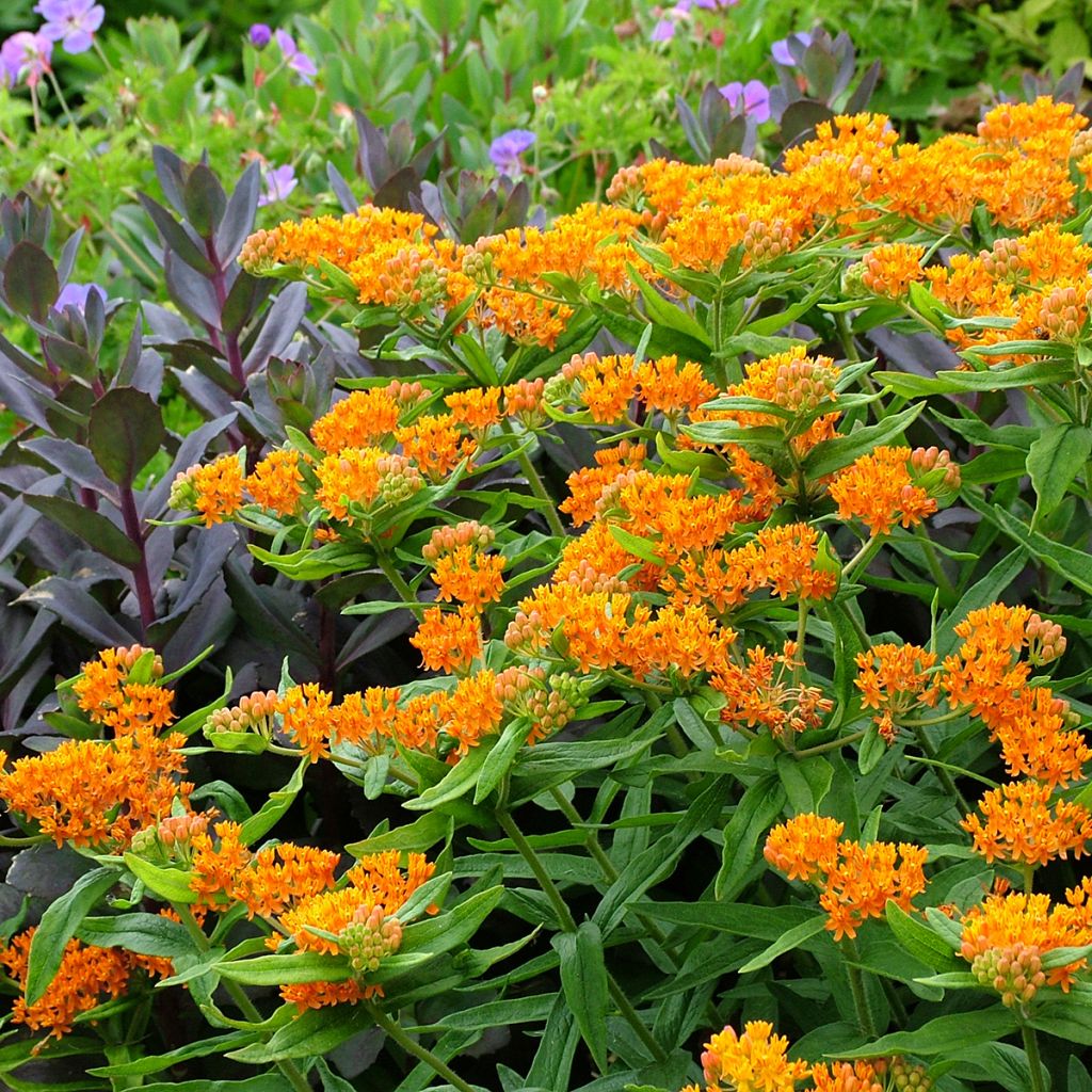 Asclepias tuberosa