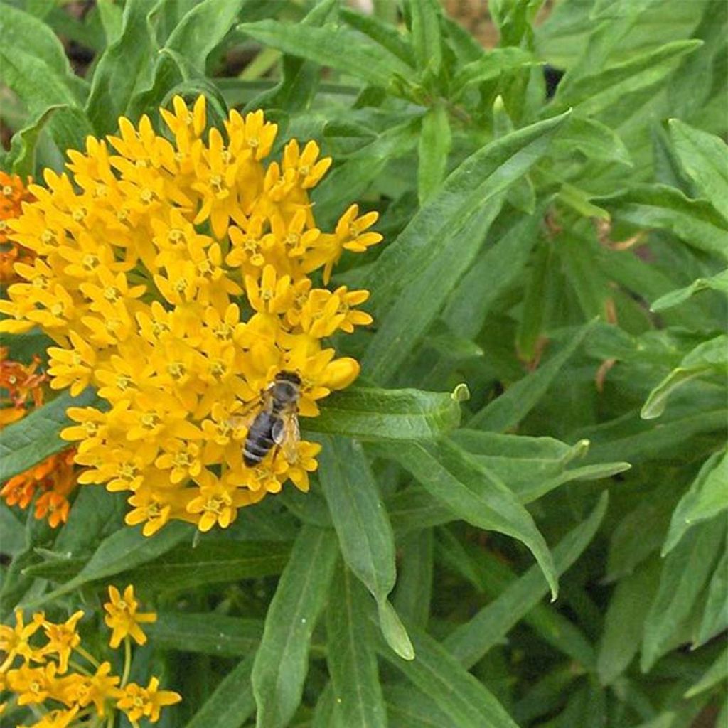 Asclepias tuberosa Jaune - Asclépiade tubéreuse