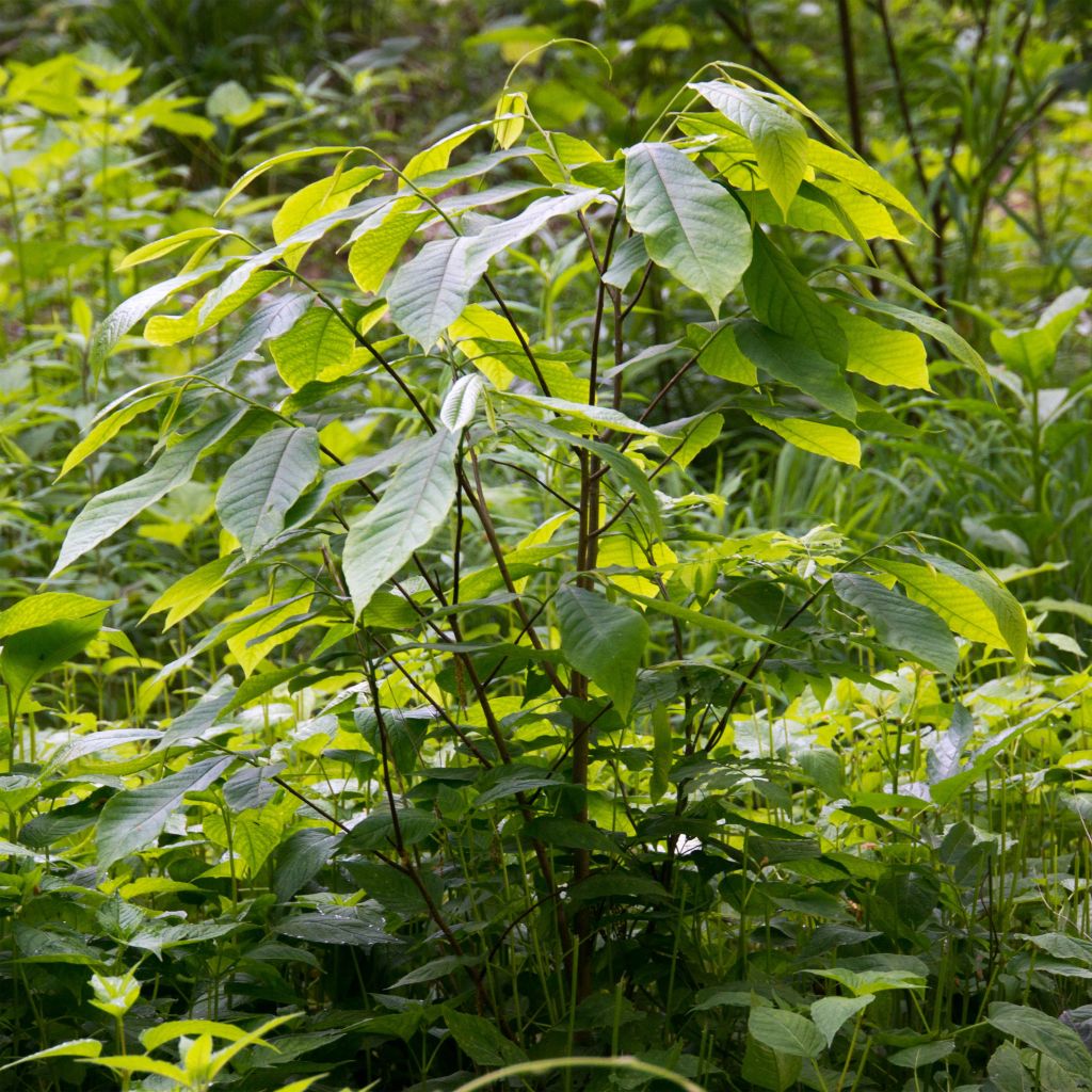 Asimina triloba - Asimina