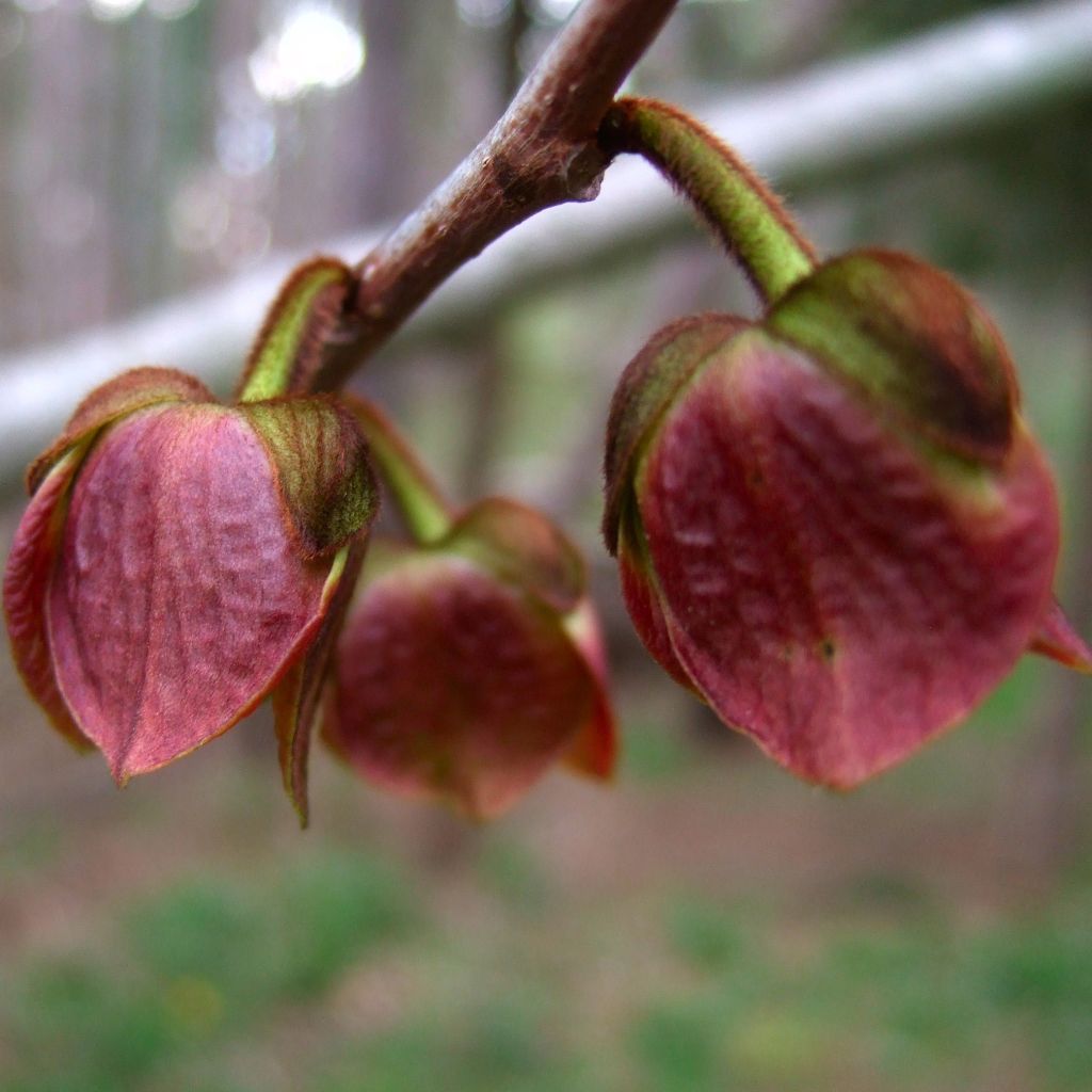 Asimina triloba - Asimina