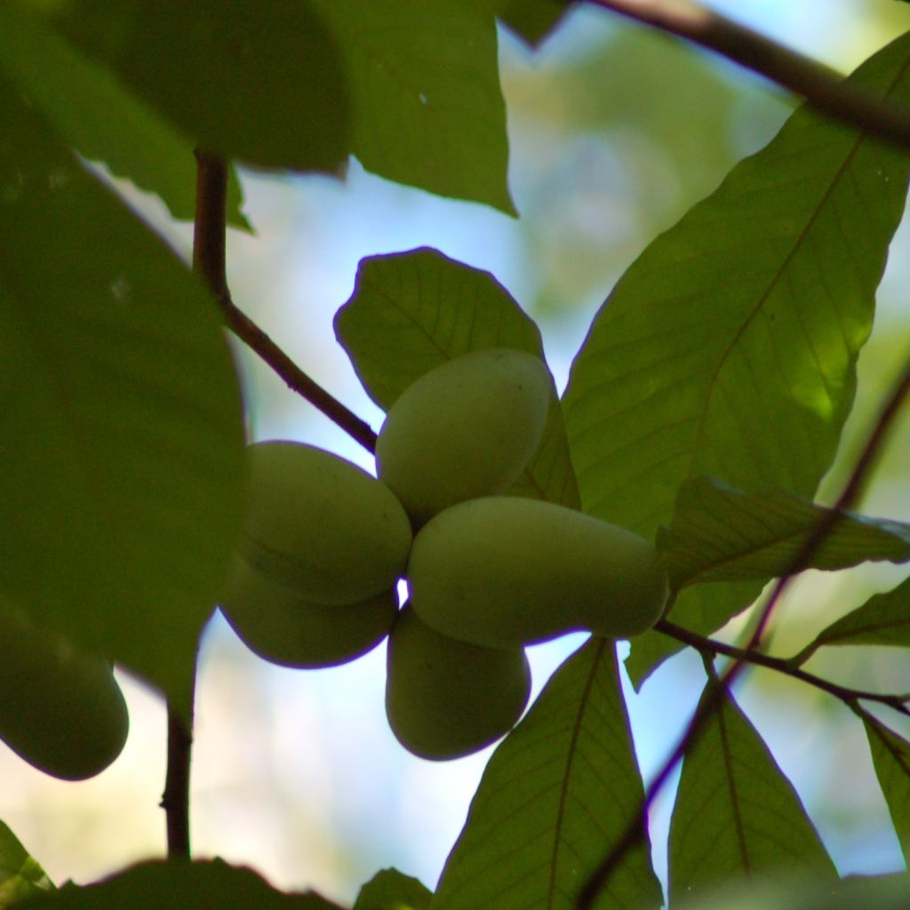 Asimina triloba - Asimina