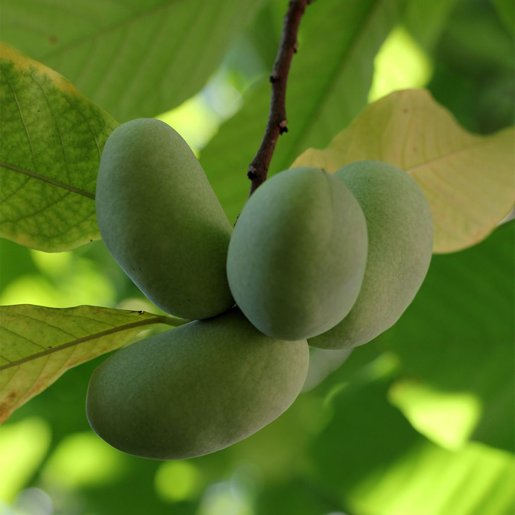 Asiminier, Pawpaw - Asimina triloba Shenandoah