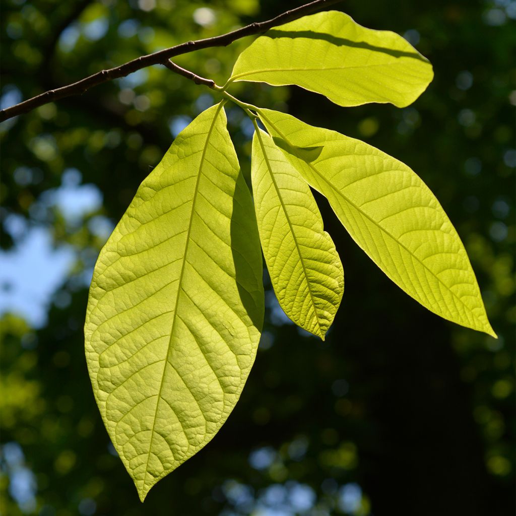 Asiminier, Pawpaw - Asimina triloba Shenandoah