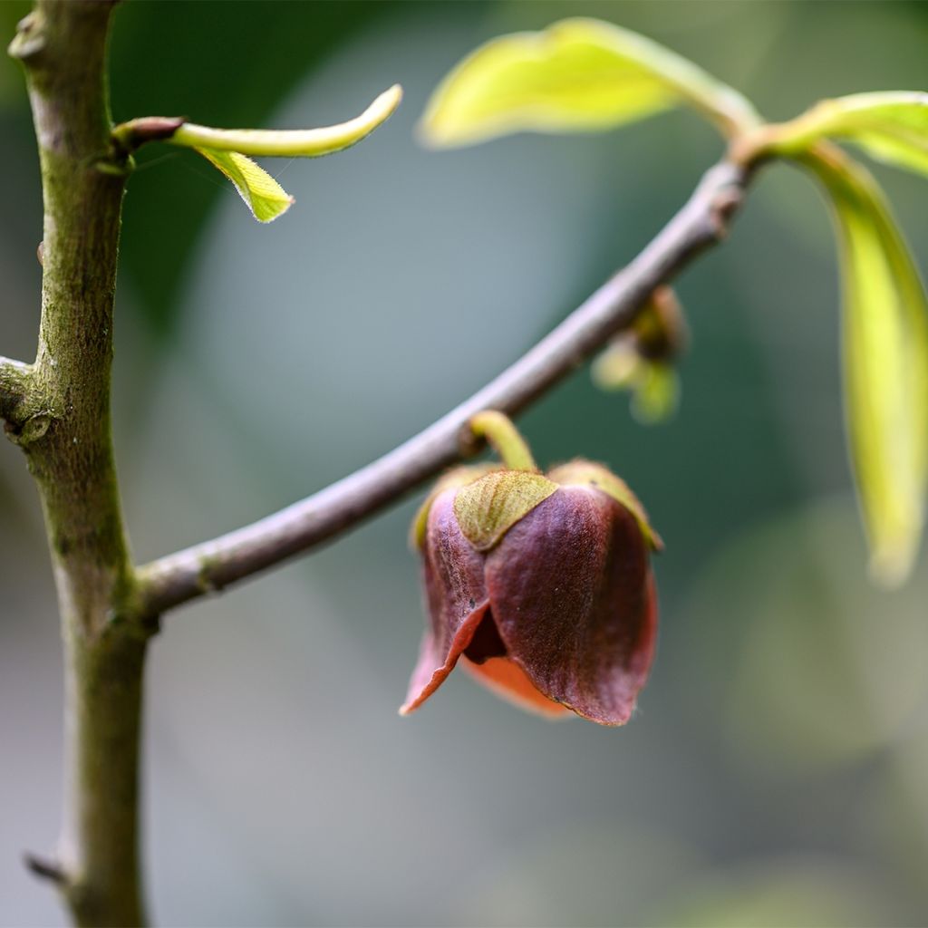 Asiminier, paw-paw, Arbre à banane - Asimina triloba Wells