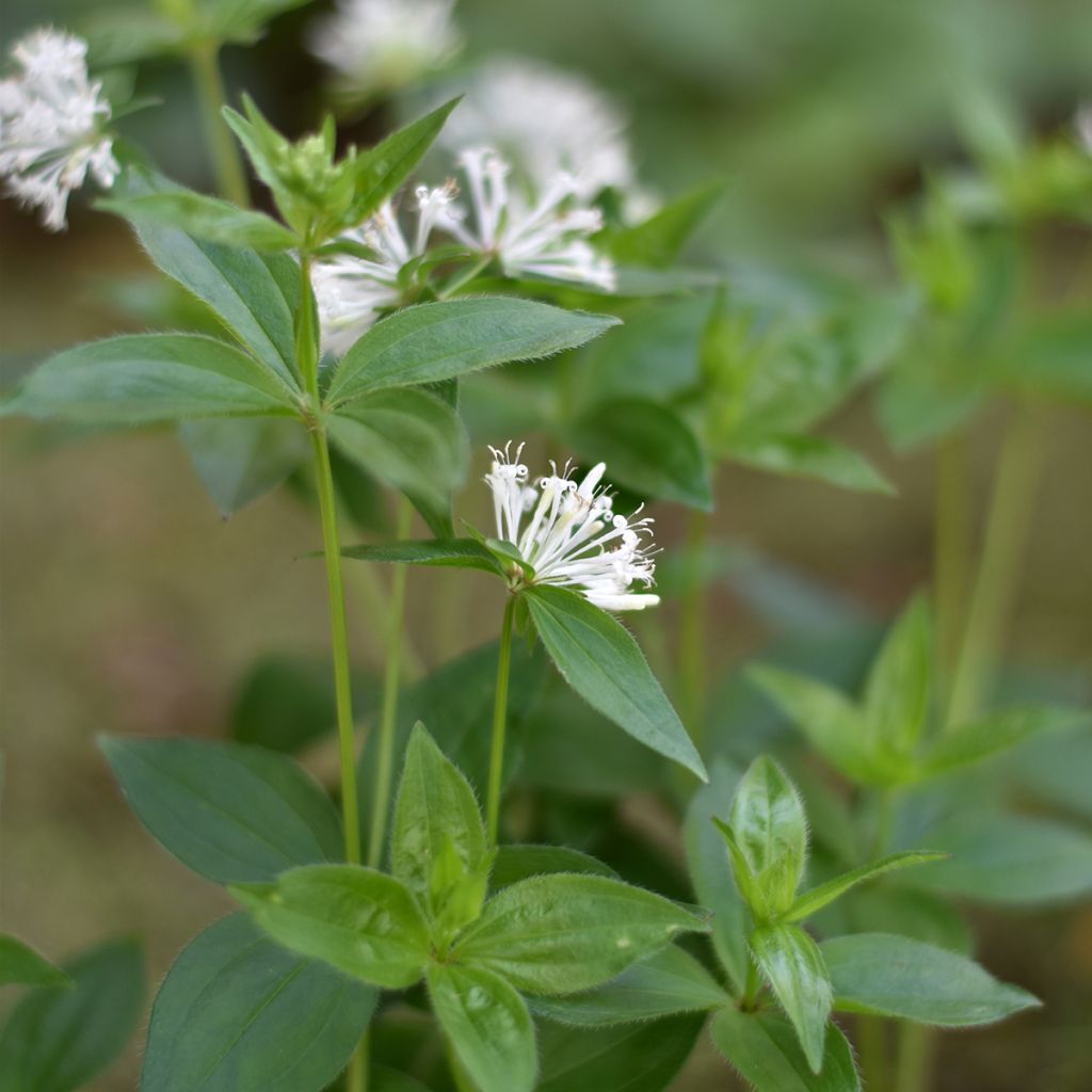 Asperula taurina - Stellina cruciata