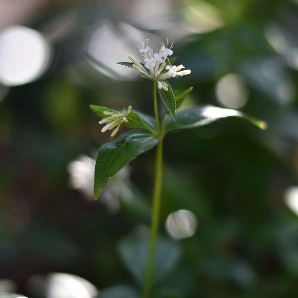 Asperula taurina - Stellina cruciata