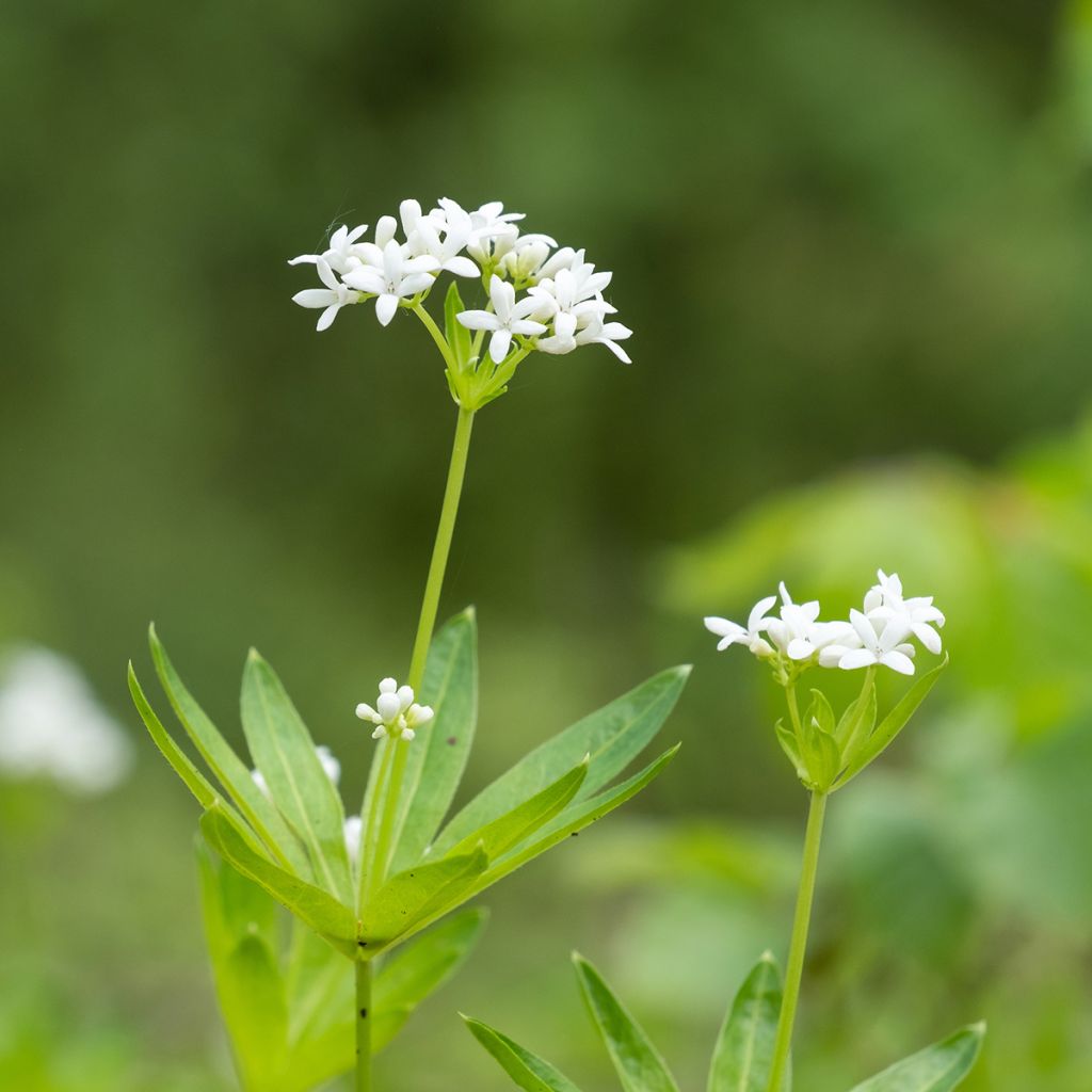 Galium odoratum - Asperula