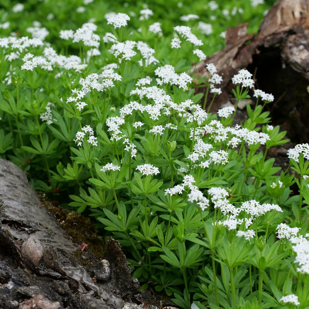 Galium odoratum - Asperula