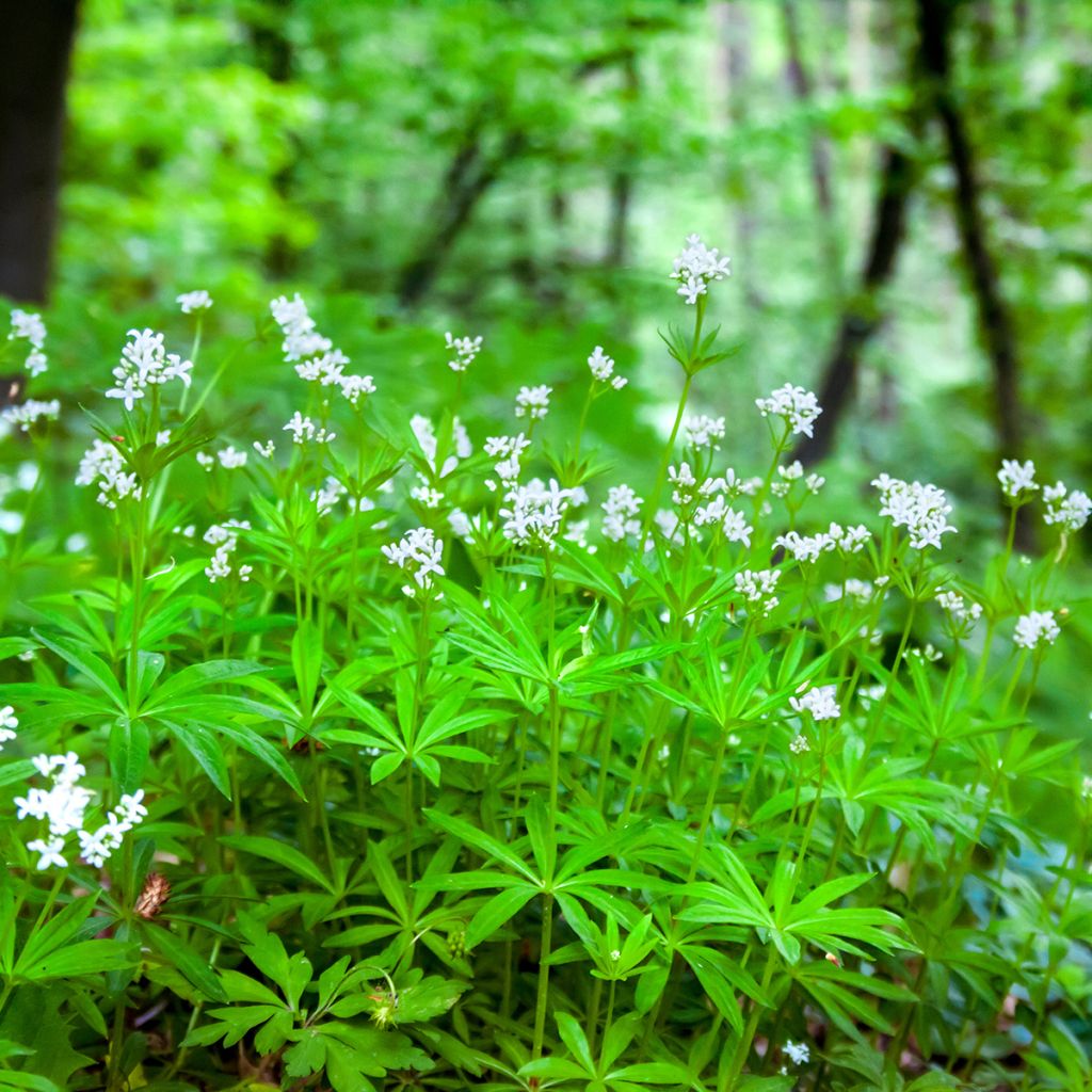 Galium odoratum - Asperula