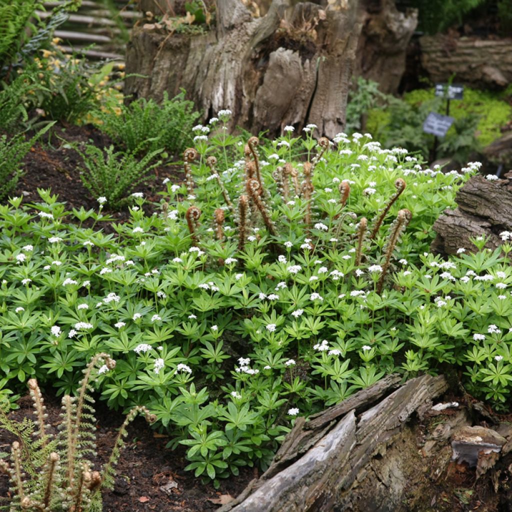 Galium odoratum - Asperula