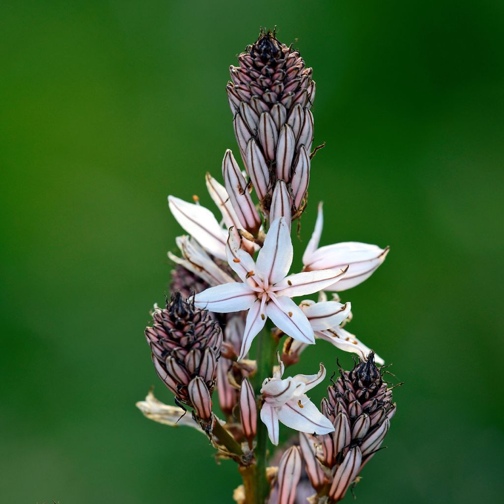 Asphodelus ramosus - Asfodelo mediterraneo