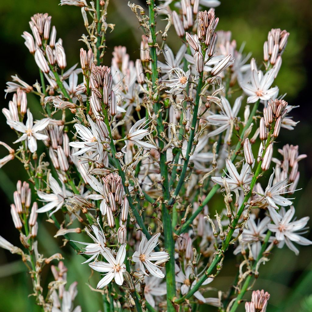 Asphodelus ramosus - Asfodelo mediterraneo