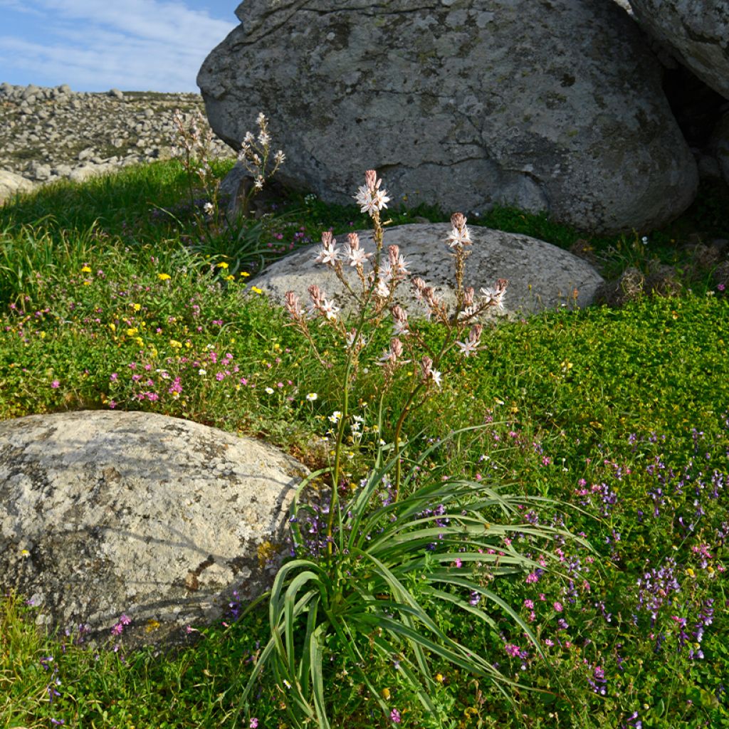 Asphodelus ramosus - Asfodelo mediterraneo