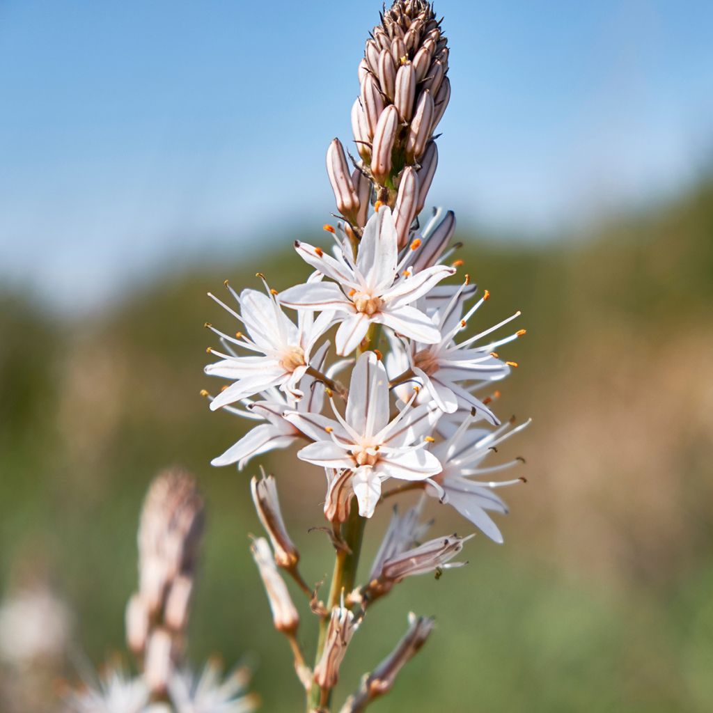 Asphodelus albus - Asfodelo bianco