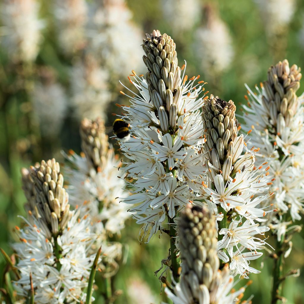 Asphodelus albus - Asfodelo bianco