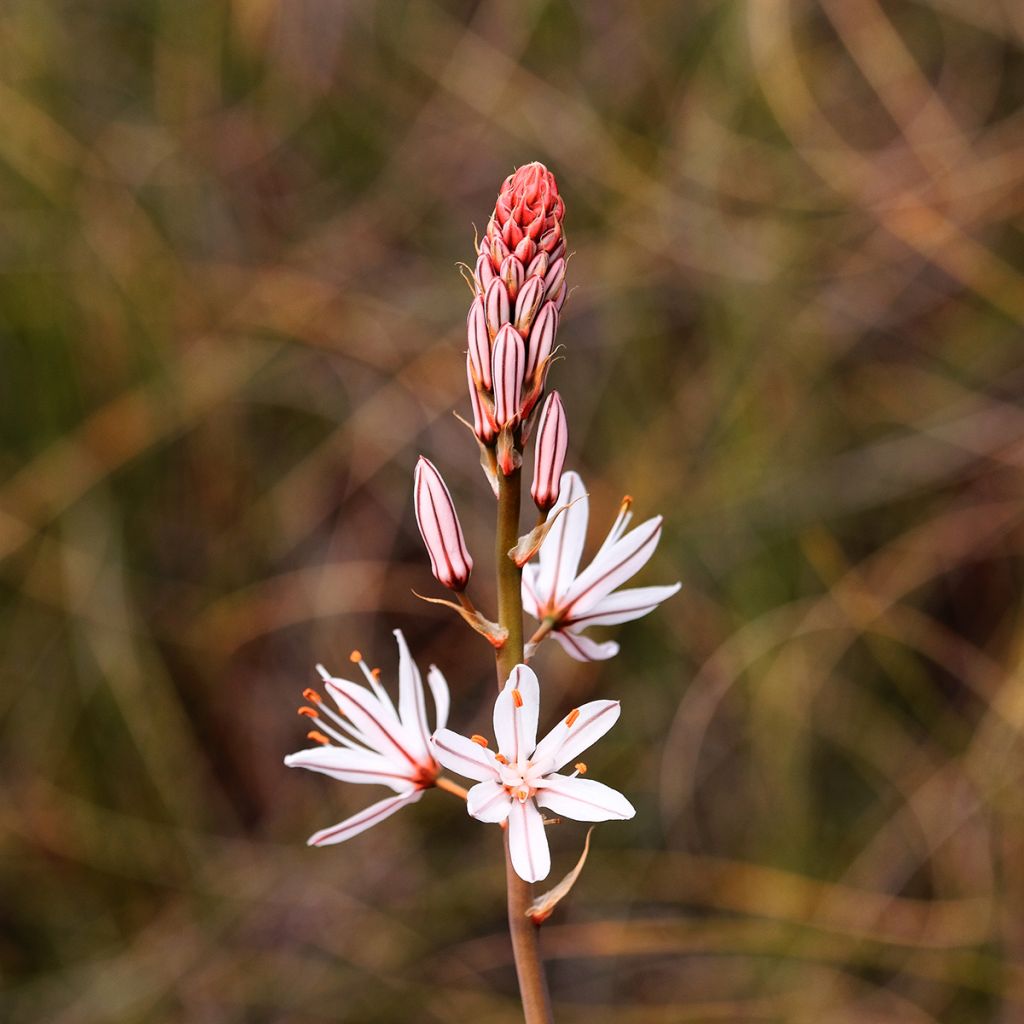 Asphodelus albus - Asfodelo bianco