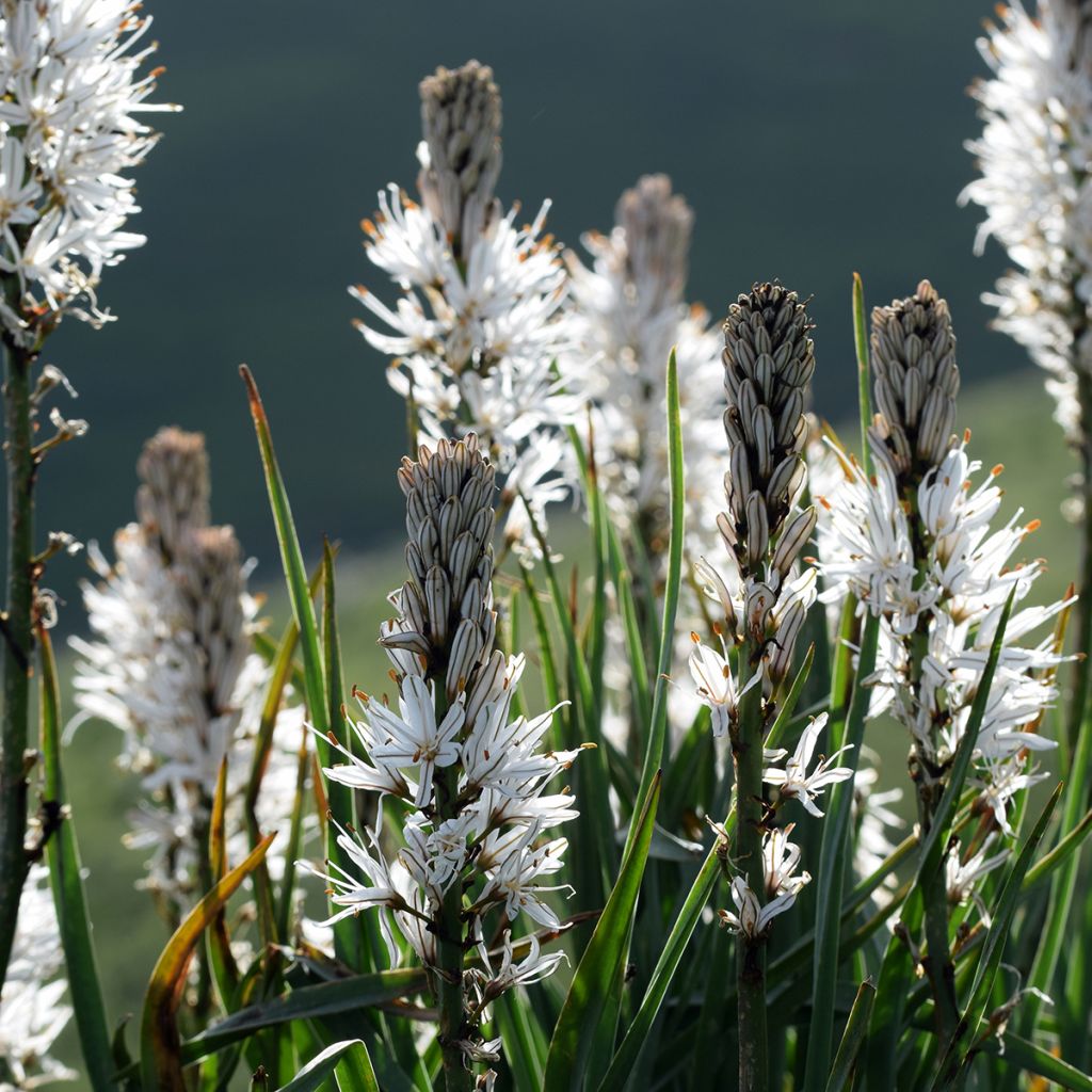 Asphodelus albus - Asfodelo bianco