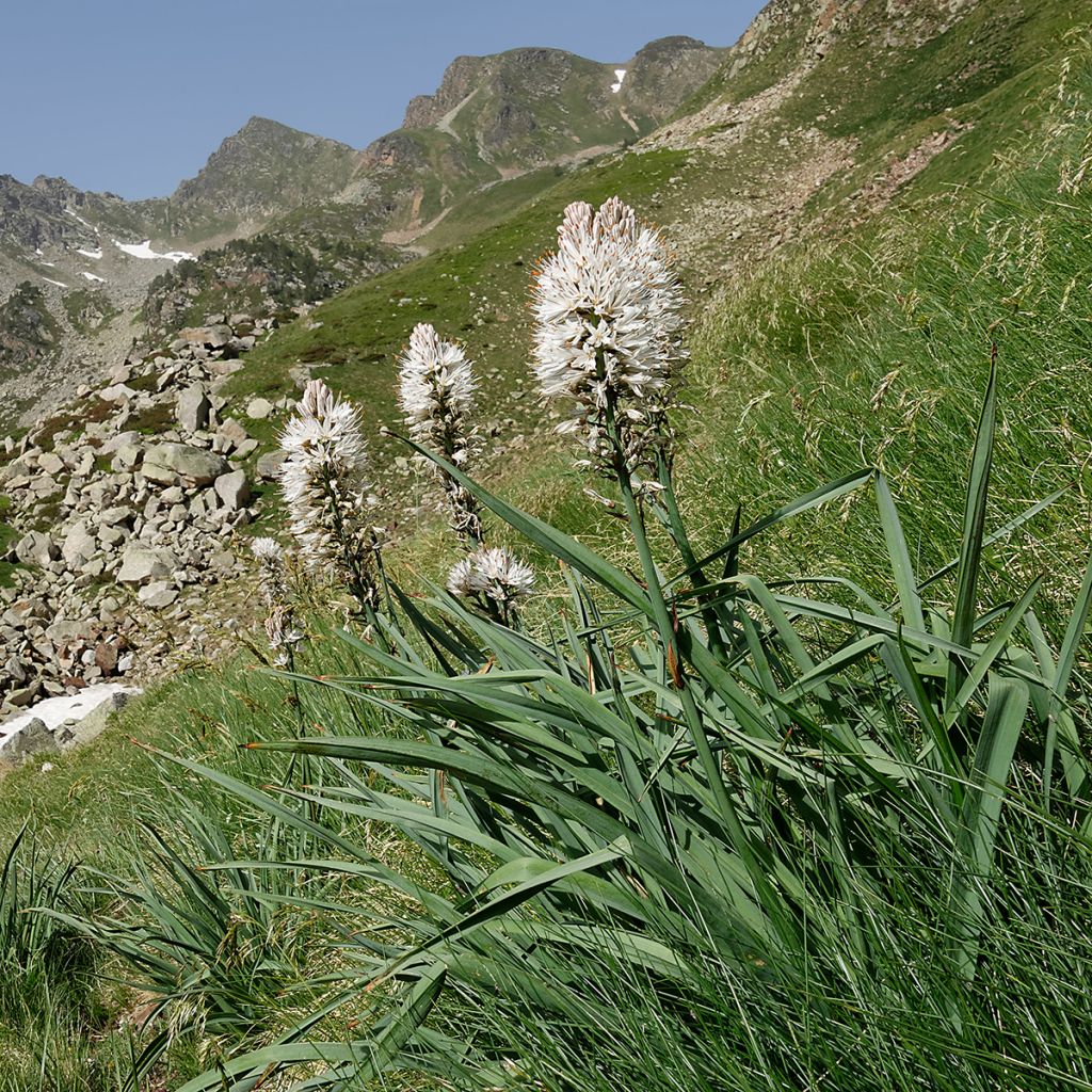 Asphodelus albus - Asfodelo bianco