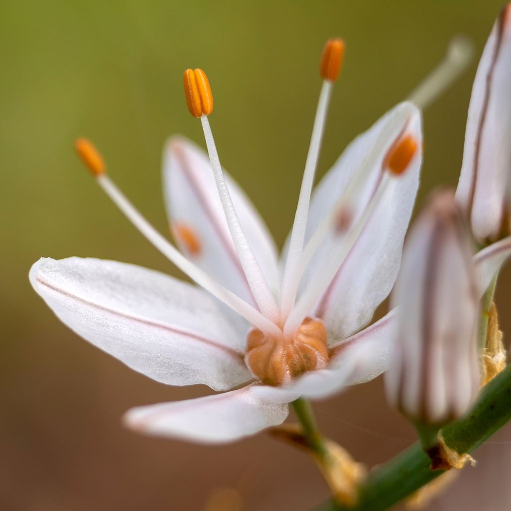 Asphodelus albus - Asfodelo bianco