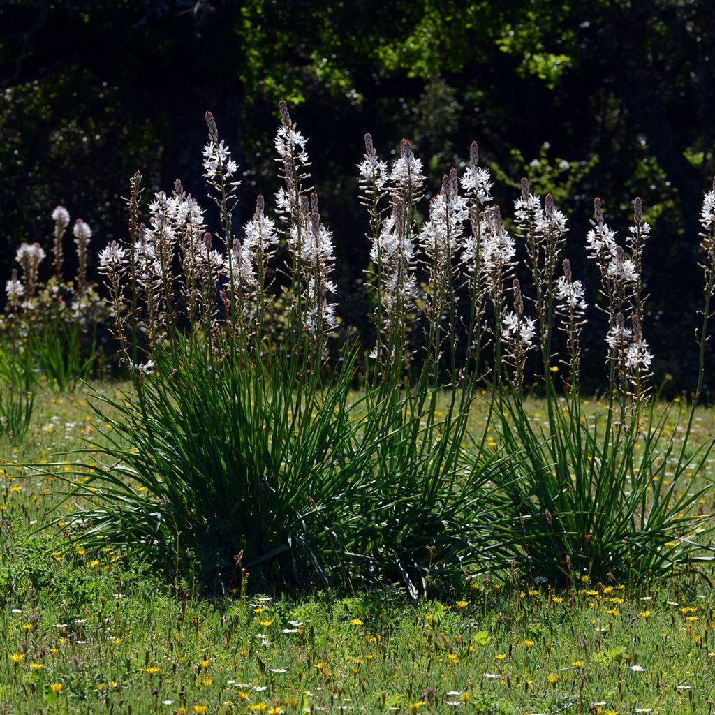 Asphodelus albus - Asfodelo bianco