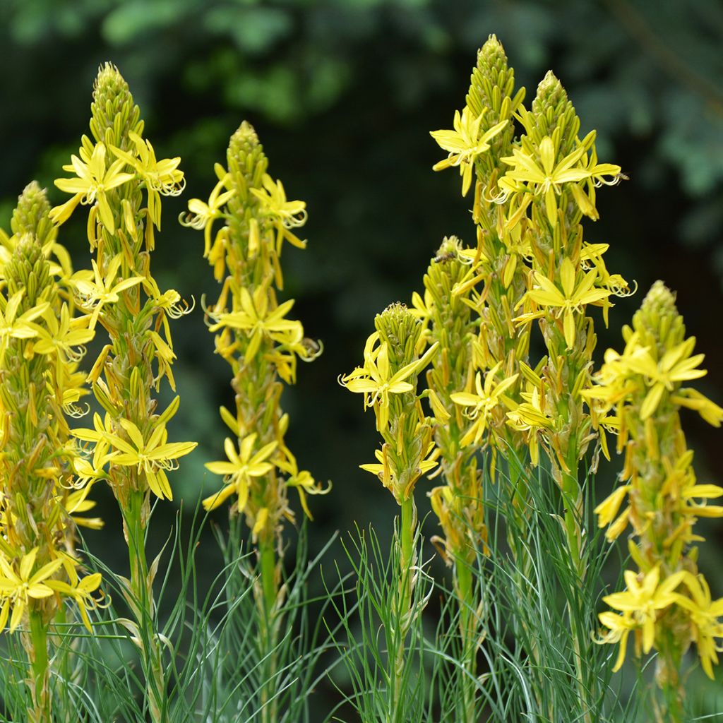 Asphodeline lutea - Asfodelo giallo