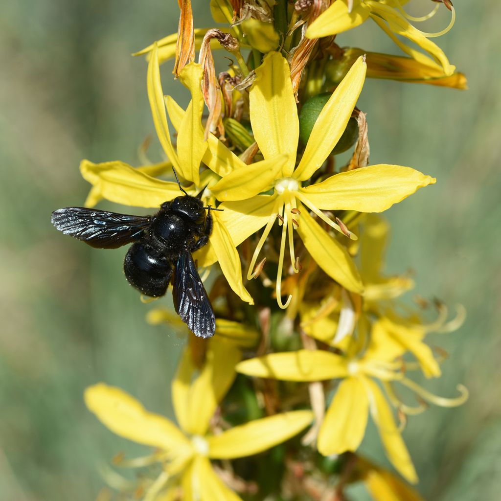 Asphodeline lutea - Asfodelo giallo