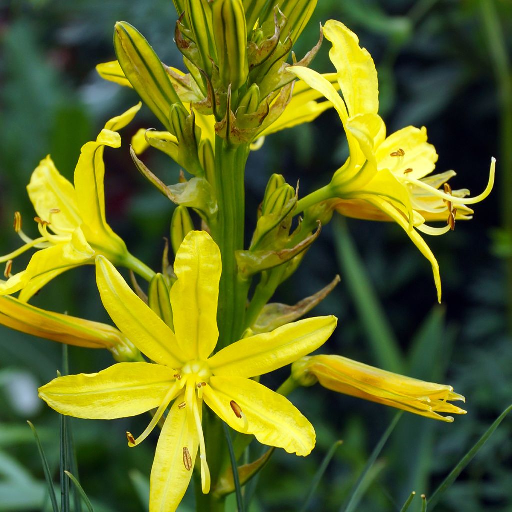 Asphodeline lutea - Asfodelo giallo