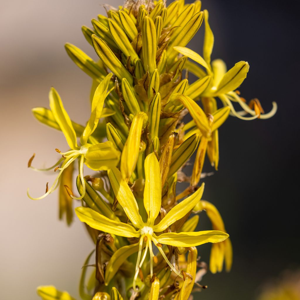 Asphodeline lutea - Asfodelo giallo