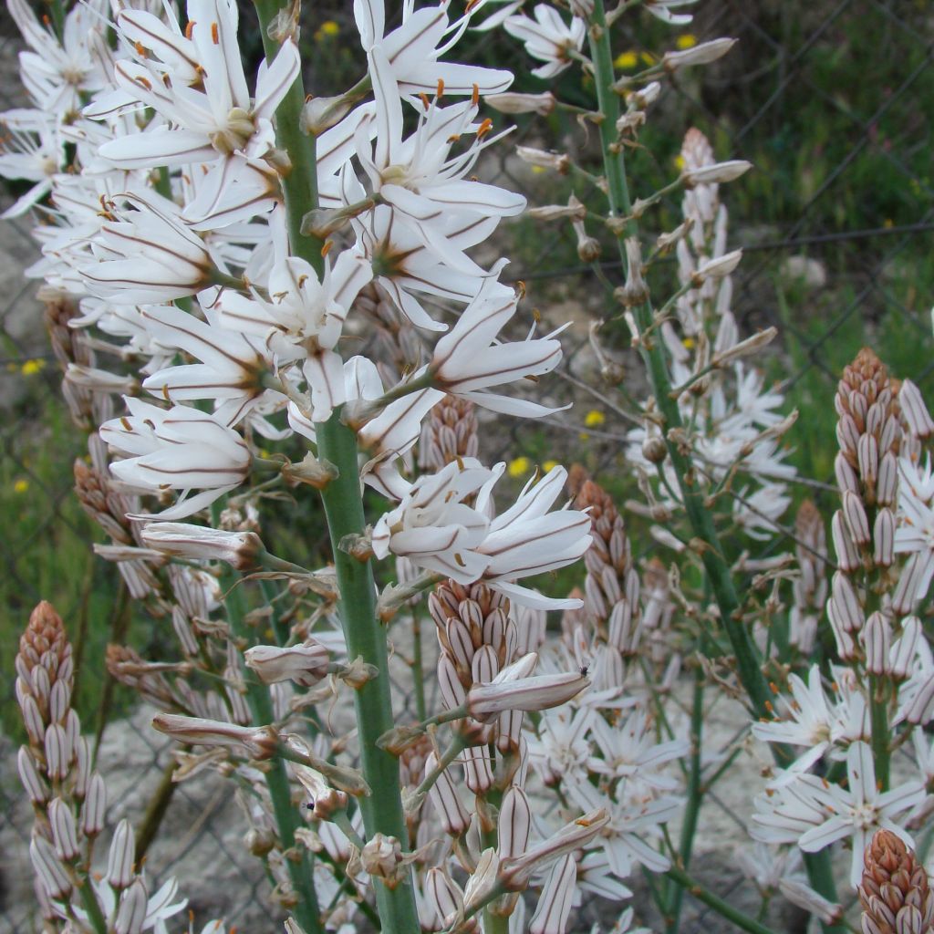 Asphodèle, Asphodelus albus