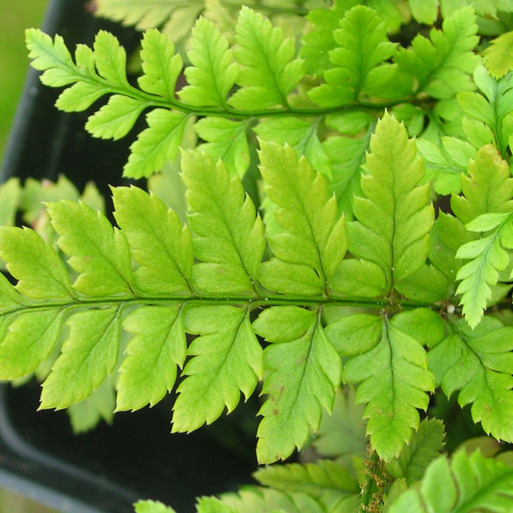 Aspidie - Polystichum tsus-simense - Fougère à petit développement aux frondes vert sombre veinées de noir