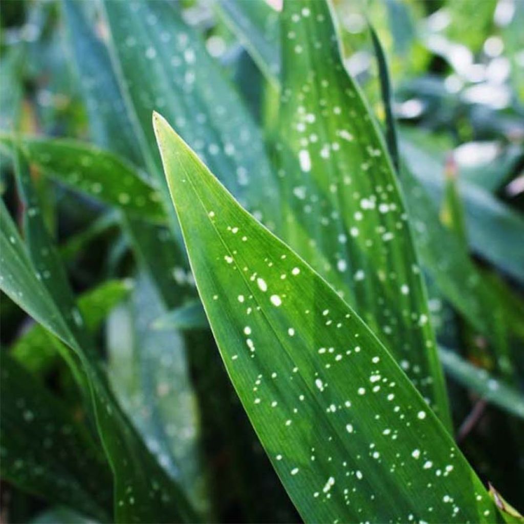 Aspidistra Milky way - Aspidistre élevée