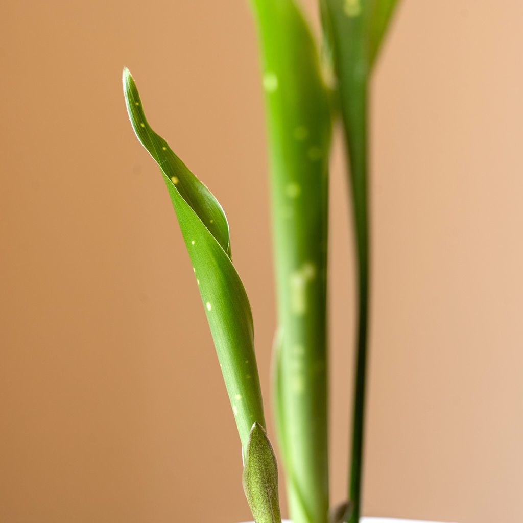 Aspidistra Milky way - Pianta di piombo