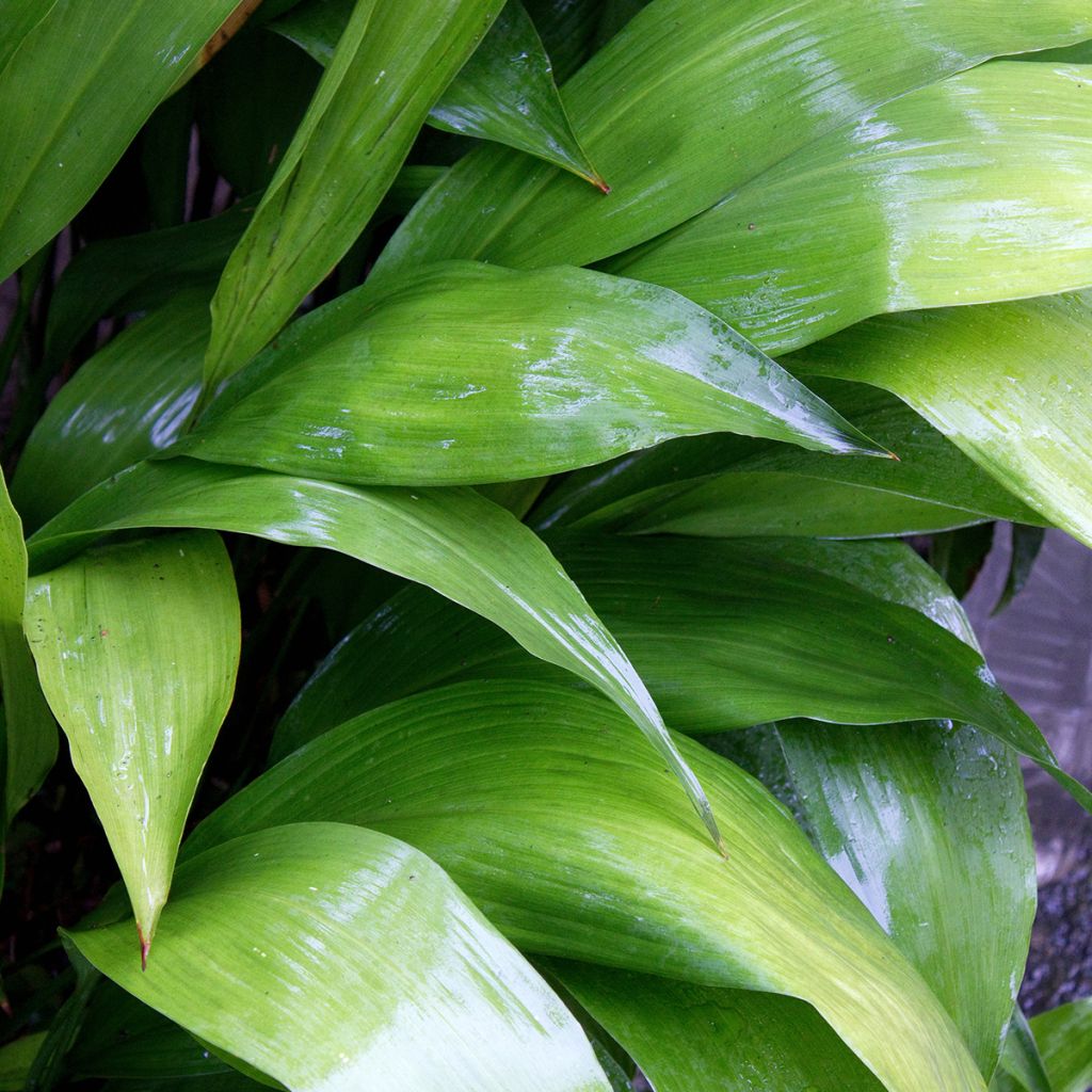 Aspidistra elatior - Pianta di piombo