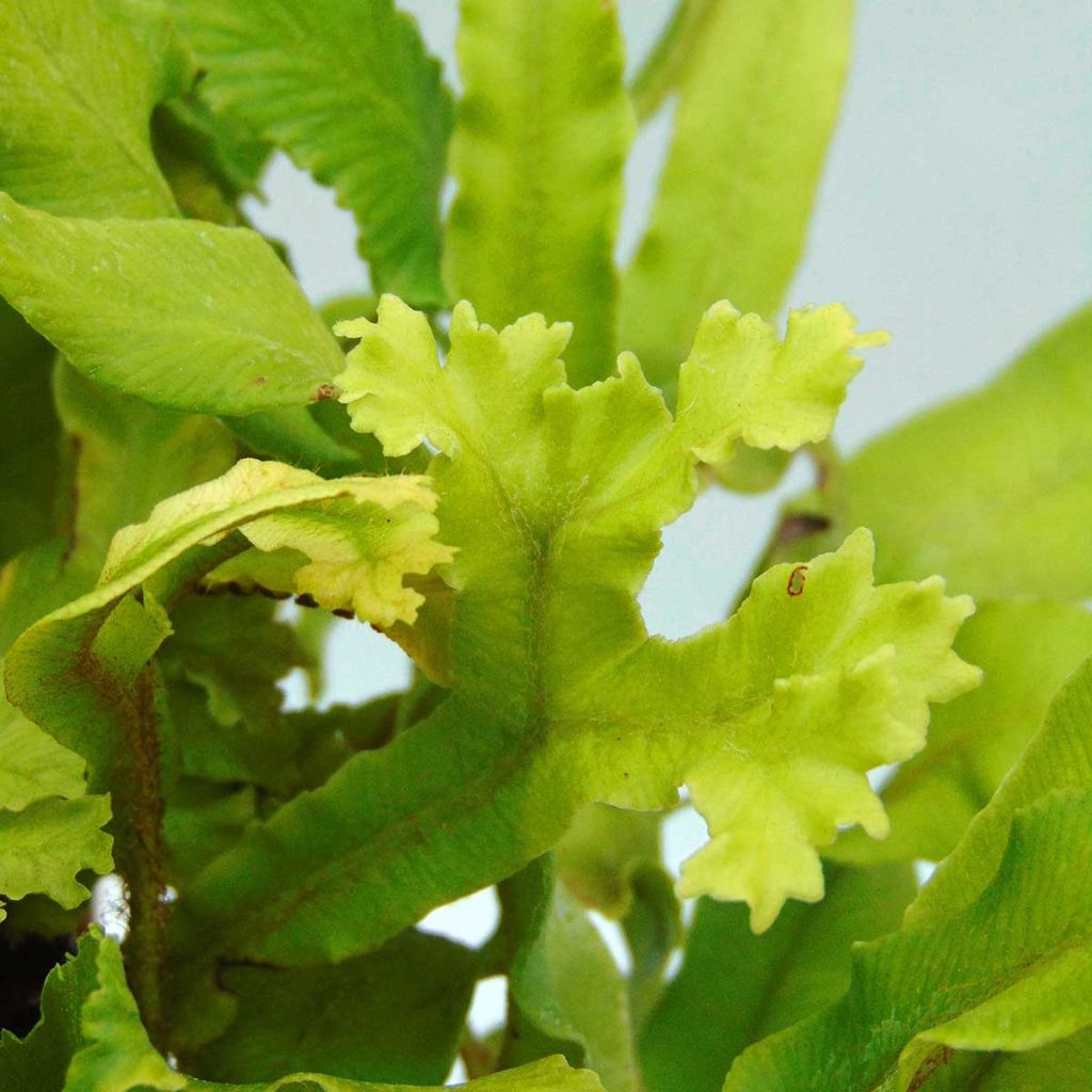 Asplenium scolopendrium Cristatum Group - Lingua di cervo