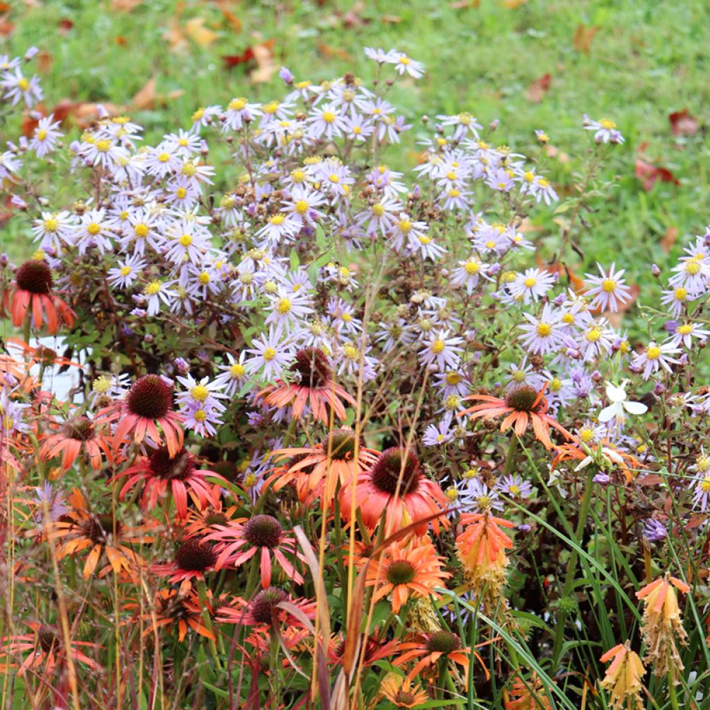 Aster ageratoides Eleven purple