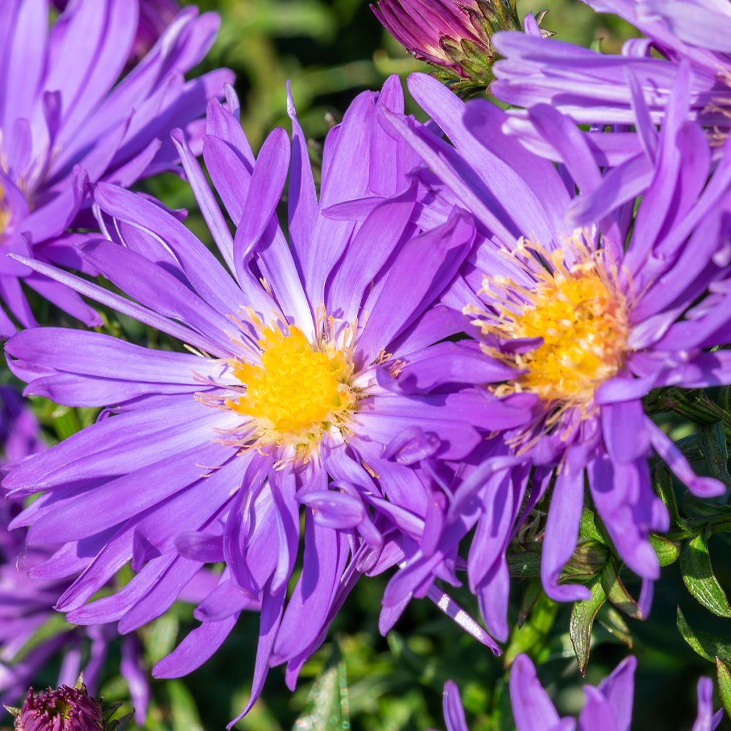 Aster ericoides Herfstweelde