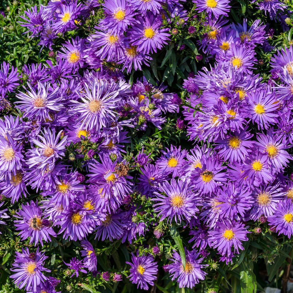 Aster ericoides Herfstweelde