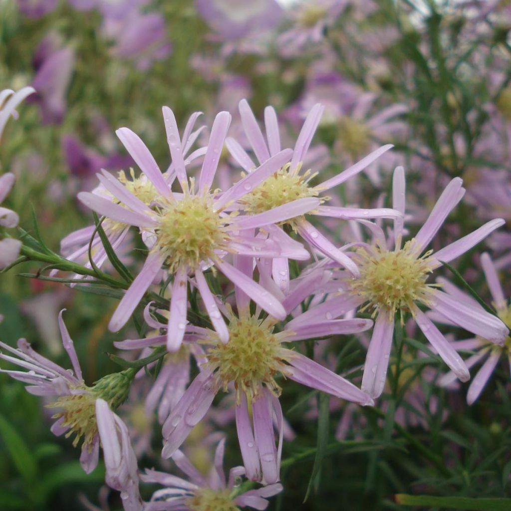 Aster hybride Pink Star - Aster rose