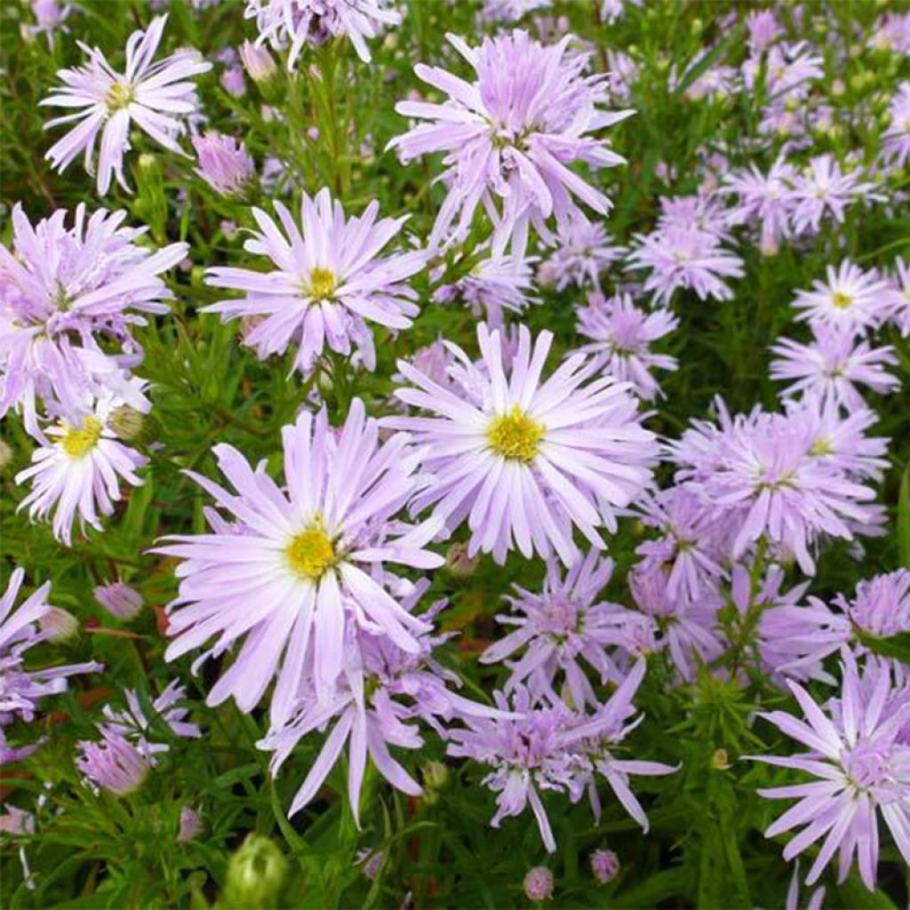 Aster Rosenquarz - Aster grand d'automne.