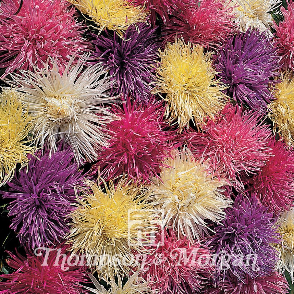 Aster Spider Chrysanthemum Mixed