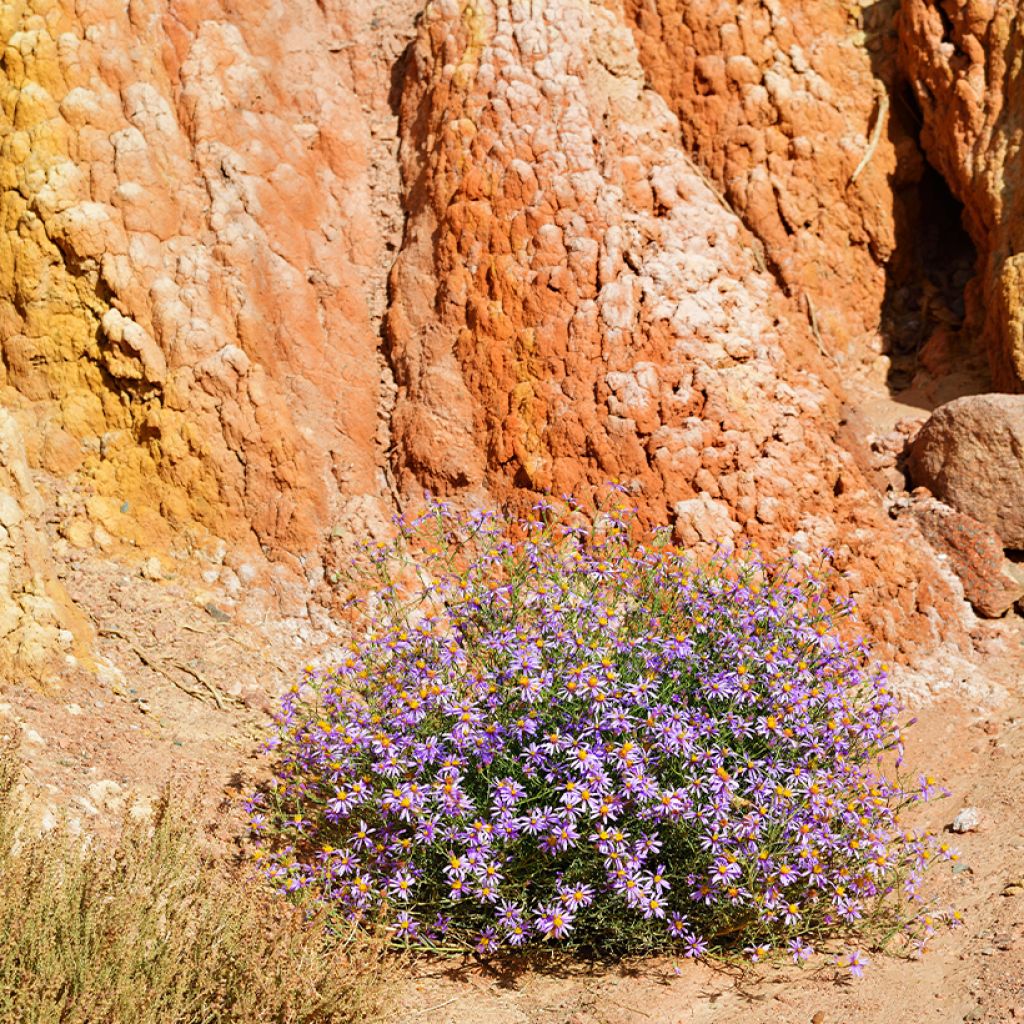 Aster sedifolius