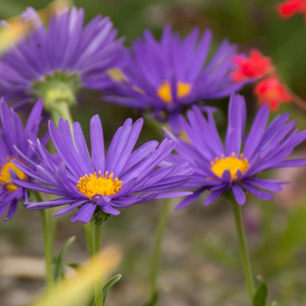 Aster alpinus Blue Beauty - Astro alpino