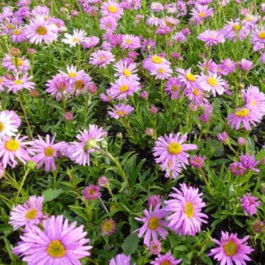 Aster alpinus Happy End - Astro alpino