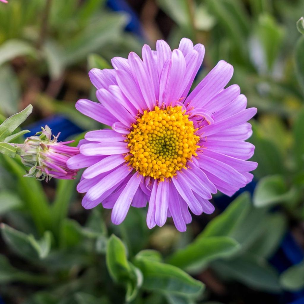 Aster alpinus Happy End - Astro alpino