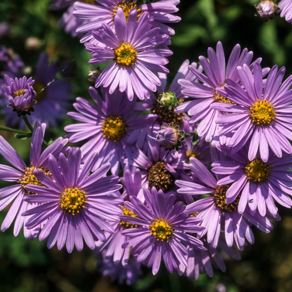 Aster amellus Rudolf Goethe - Œil du Christ 