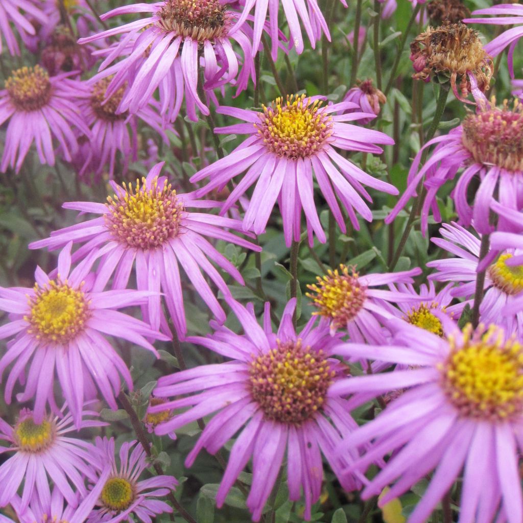 Aster amellus Sonia - Astro di Virgilio